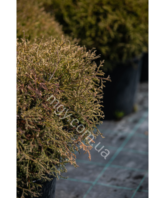 Туя Західна 'Містер Бовлінг Болл' (Thuja Occidentalis Mr. Bowling Ball)