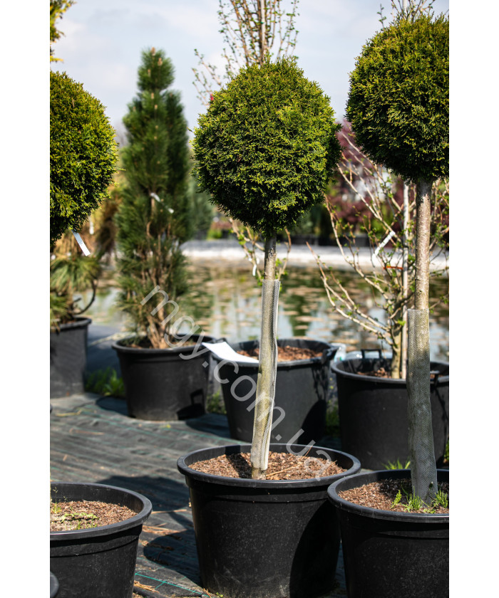 Туя західна Smaragd (Thuja occidentalis Smaragd)
