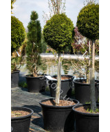 Туя західна Smaragd (Thuja occidentalis Smaragd)