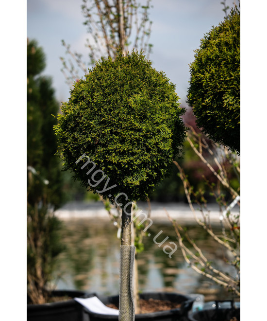 Туя західна Smaragd (Thuja occidentalis Smaragd)
