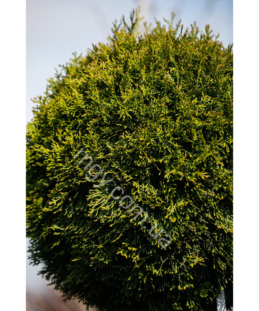 Туя західна Smaragd (Thuja occidentalis Smaragd)