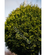 Туя західна Smaragd (Thuja occidentalis Smaragd)