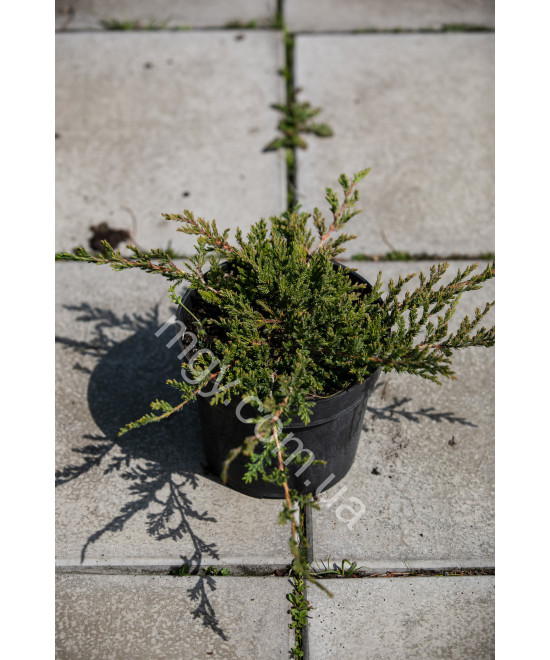 Ялівець Повзучий 'Прінс Оф Вейлс' (Juniperus Horizontalis Prince Of Wales)
