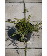 Ялівець Повзучий 'Прінс Оф Вейлс' (Juniperus Horizontalis Prince Of Wales)