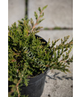 Ялівець Повзучий 'Прінс Оф Вейлс' (Juniperus Horizontalis Prince Of Wales)