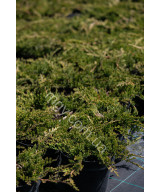Ялівець Повзучий 'Прінс Оф Вейлс' (Juniperus Horizontalis Prince Of Wales)