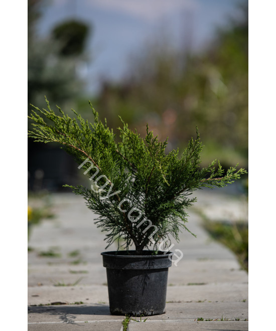 Ялівець Середній 'Мінт Джуліп' (Juniperus Media Mint Julep)