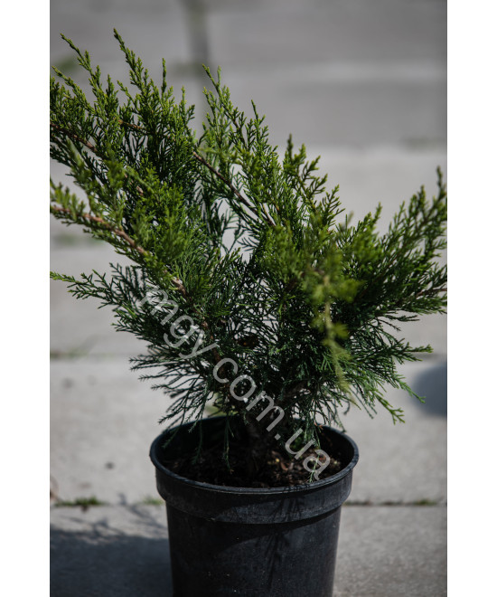 Ялівець Середній 'Мінт Джуліп' (Juniperus Media Mint Julep)