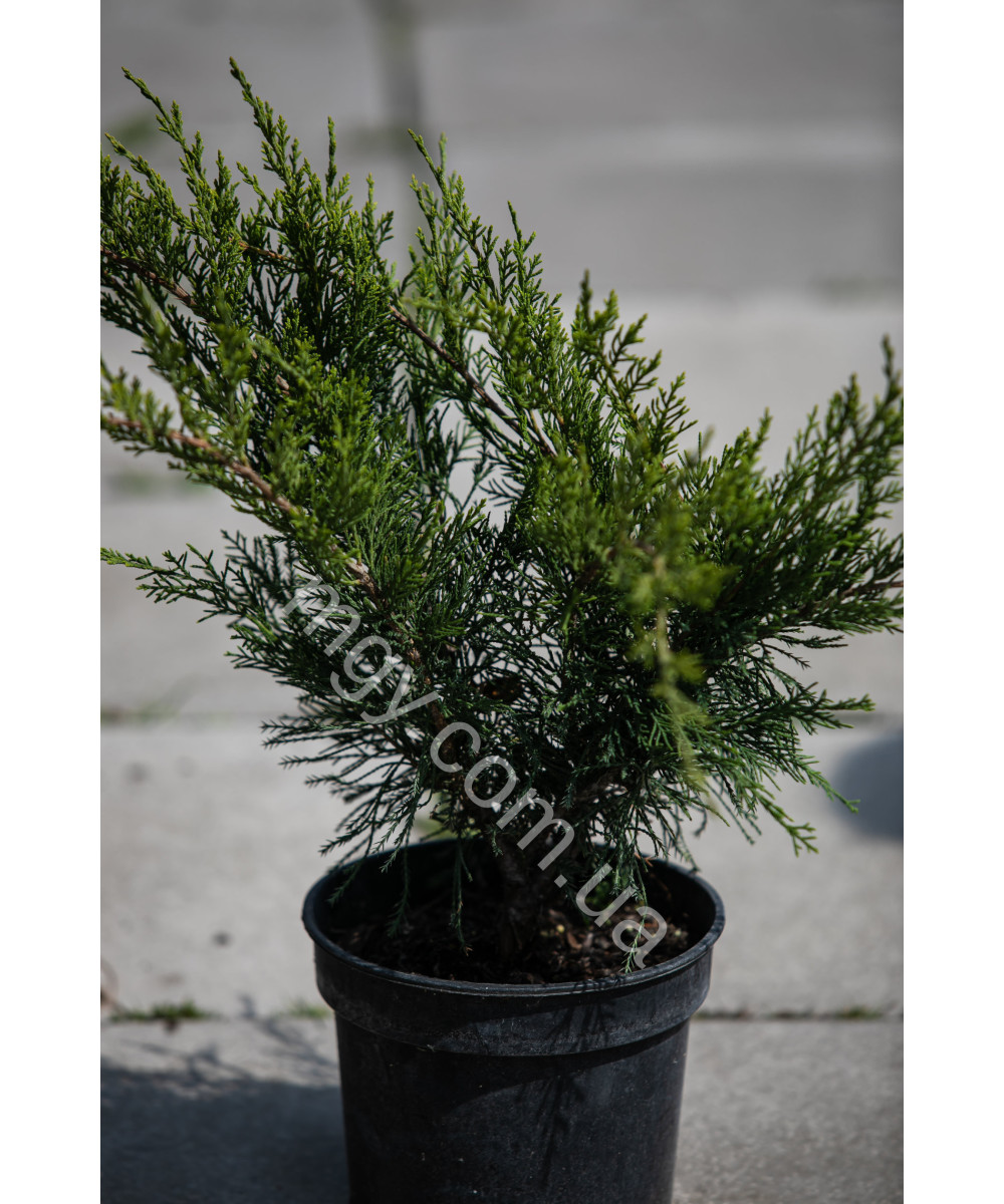 Ялівець Середній 'Мінт Джуліп' (Juniperus Media Mint Julep)