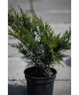 Ялівець Середній 'Мінт Джуліп' (Juniperus Media Mint Julep)