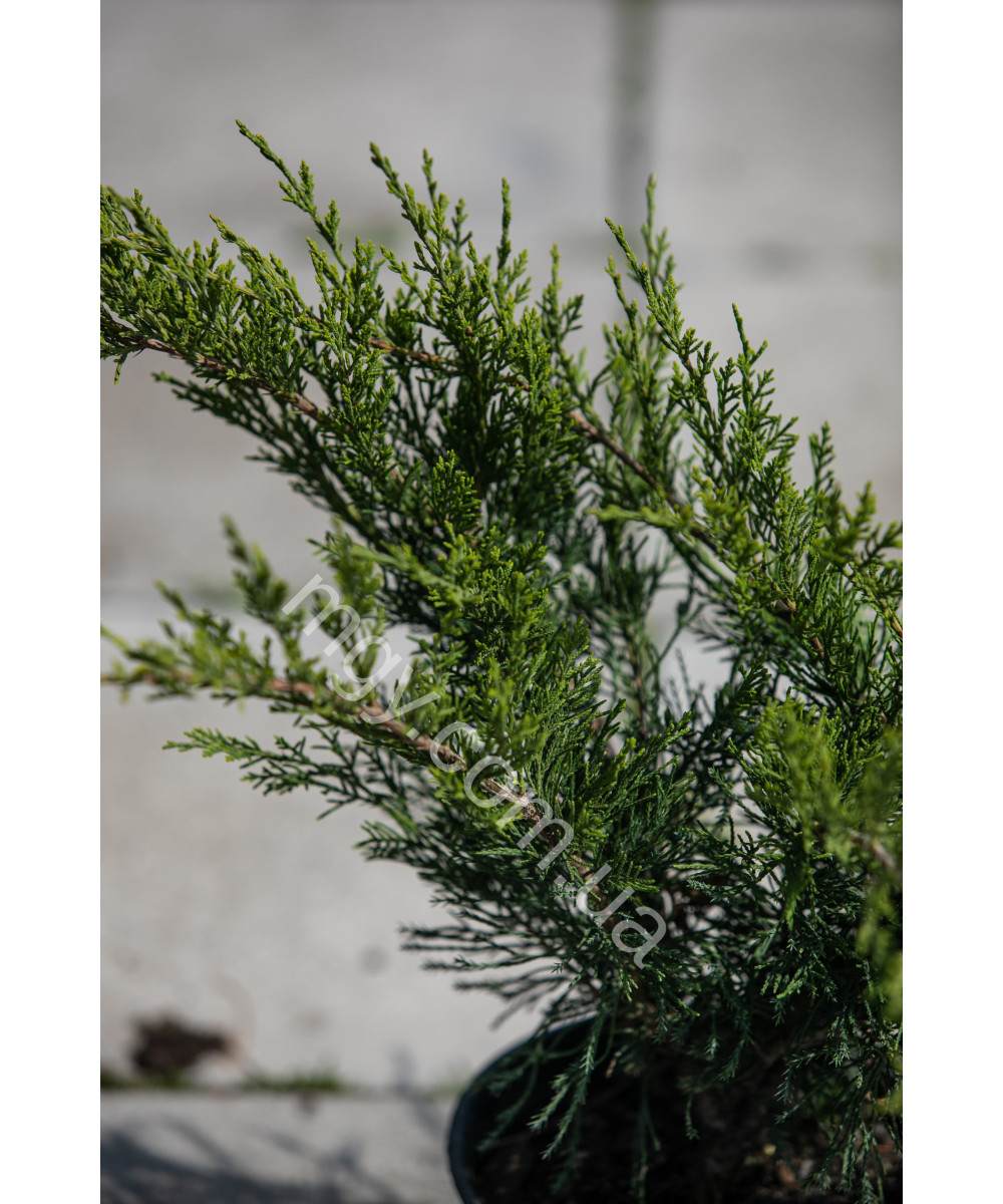 Ялівець Середній 'Мінт Джуліп' (Juniperus Media Mint Julep)