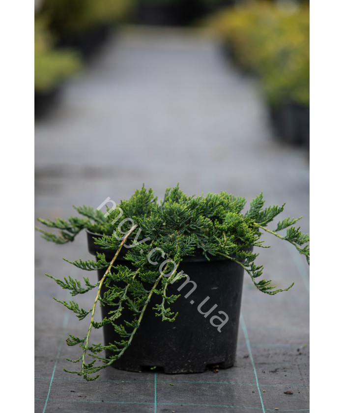 Ялівець Повзучий 'Вілтоні'  (Juniperus Horizontalis Wiltonii)