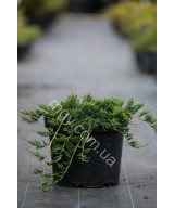 Ялівець Повзучий 'Вілтоні'  (Juniperus Horizontalis Wiltonii)