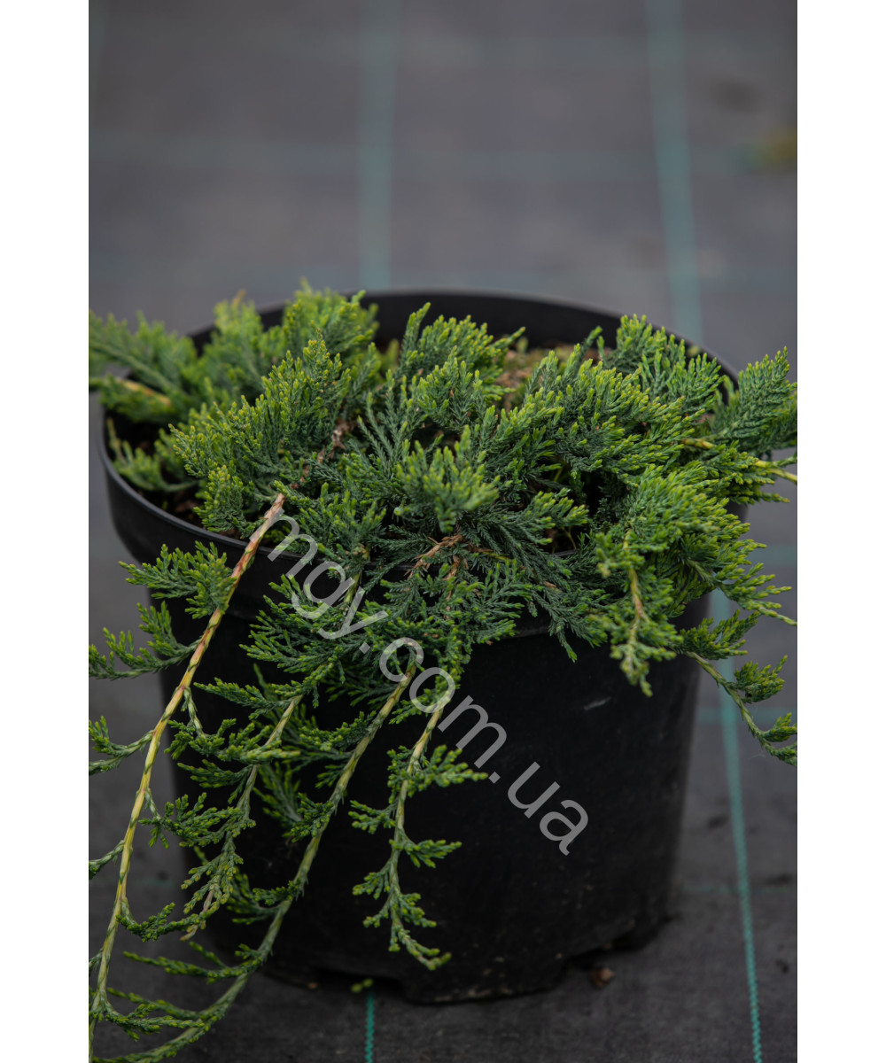 Ялівець Повзучий 'Вілтоні'  (Juniperus Horizontalis Wiltonii)
