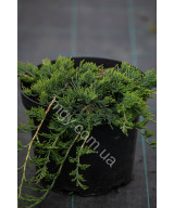 Ялівець Повзучий 'Вілтоні'  (Juniperus Horizontalis Wiltonii)