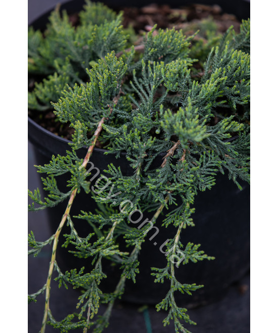 Ялівець Повзучий 'Вілтоні'  (Juniperus Horizontalis Wiltonii)