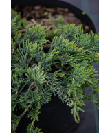 Ялівець Повзучий 'Вілтоні'  (Juniperus Horizontalis Wiltonii)