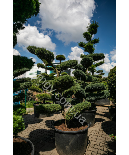 Ялівець віргінський Хетц (Juniperus virginiana Hetz)
