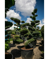 Ялівець віргінський Хетц (Juniperus virginiana Hetz)