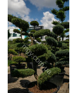Ялівець віргінський Хетц (Juniperus virginiana Hetz)