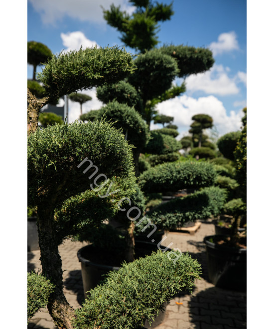 Ялівець віргінський Хетц (Juniperus virginiana Hetz)