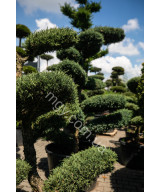Ялівець віргінський Хетц (Juniperus virginiana Hetz)