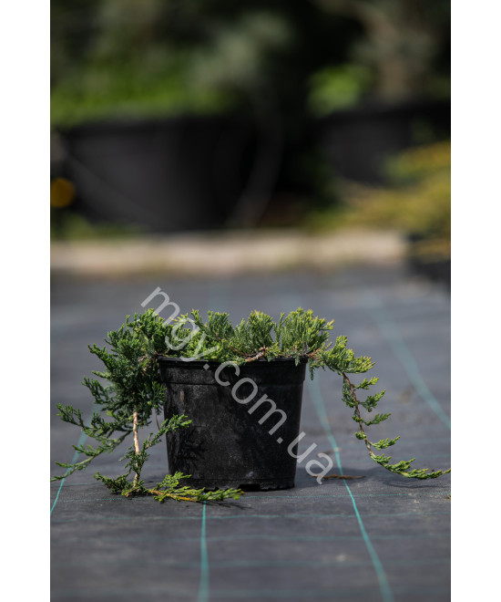 Ялівець Повзучий 'Вілтоні' (Juniperus Horizontalis Wiltonii)