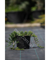 Ялівець Повзучий 'Вілтоні' (Juniperus Horizontalis Wiltonii)