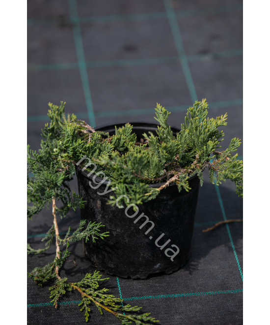 Ялівець Повзучий 'Вілтоні' (Juniperus Horizontalis Wiltonii)