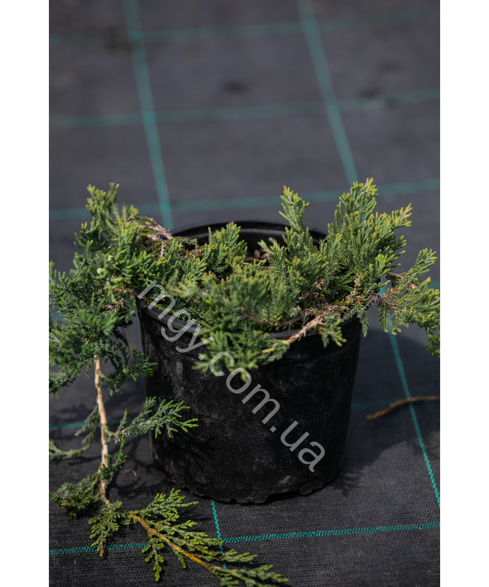 Ялівець Повзучий 'Вілтоні' (Juniperus Horizontalis Wiltonii)