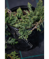 Ялівець Повзучий 'Вілтоні' (Juniperus Horizontalis Wiltonii)