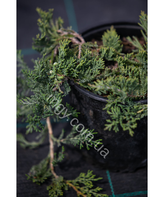 Ялівець Повзучий 'Вілтоні' (Juniperus Horizontalis Wiltonii)