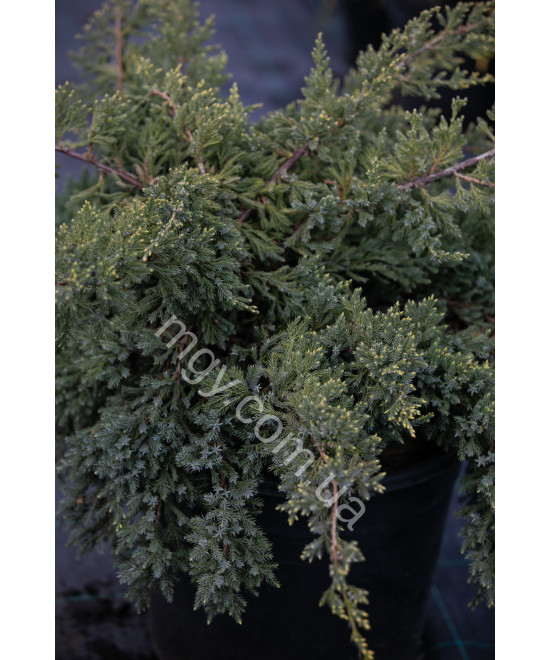 Ялівець лускатий Блю Свід (Juniperus squamata Blue Swede)