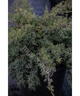Ялівець лускатий Блю Свід (Juniperus squamata Blue Swede)