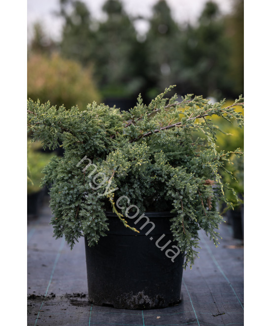 Ялівець лускатий Блю Свід (Juniperus squamata Blue Swede)