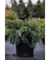 Ялівець лускатий Блю Свід (Juniperus squamata Blue Swede)