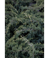Ялівець лускатий Блю Свід (Juniperus squamata Blue Swede)
