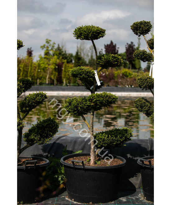 Тис гострокінцевий Нана (Taxus cuspidata Nana)