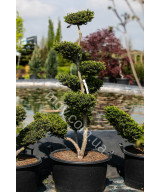Тис гострокінцевий Нана (Taxus cuspidata Nana)
