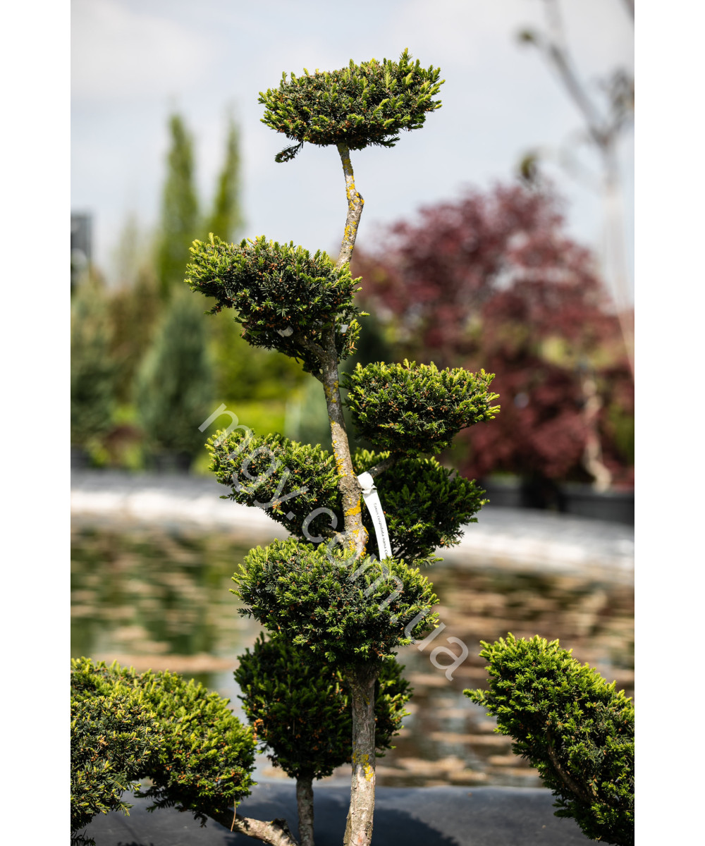 Тис гострокінцевий Нана (Taxus cuspidata Nana)