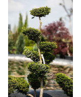 Тис гострокінцевий Нана (Taxus cuspidata Nana)