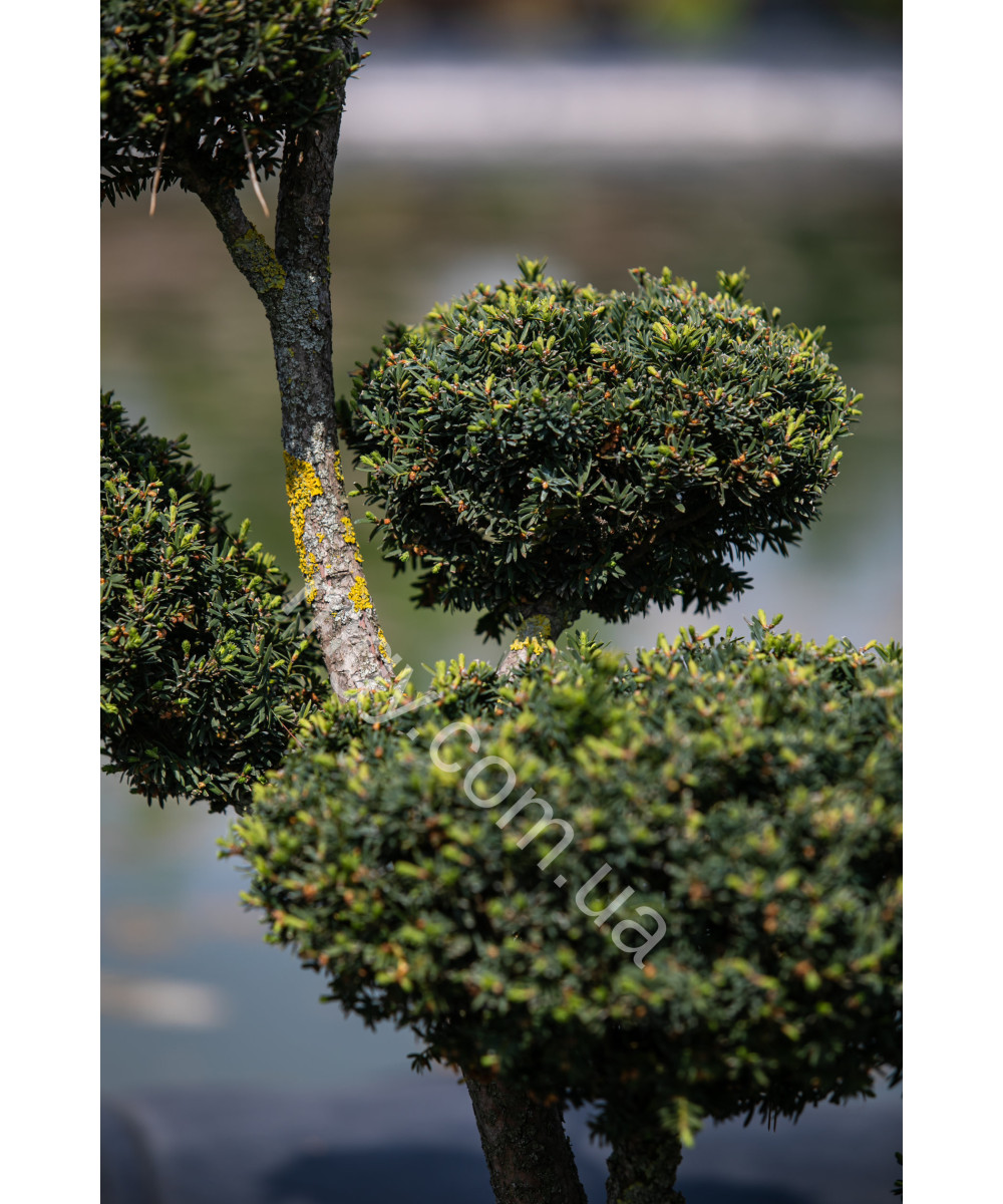 Тис гострокінцевий Нана (Taxus cuspidata Nana)