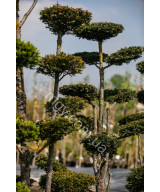 Тис гострокінцевий Нана (Taxus cuspidata Nana)