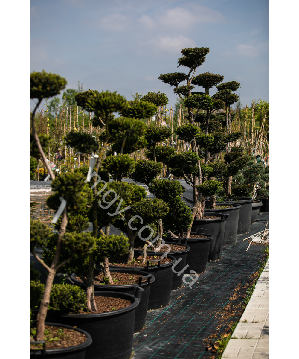 Тис гострокінцевий Нана (Taxus cuspidata Nana)