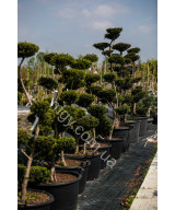Тис гострокінцевий Нана (Taxus cuspidata Nana)