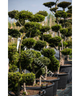 Тис гострокінцевий Нана (Taxus cuspidata Nana)