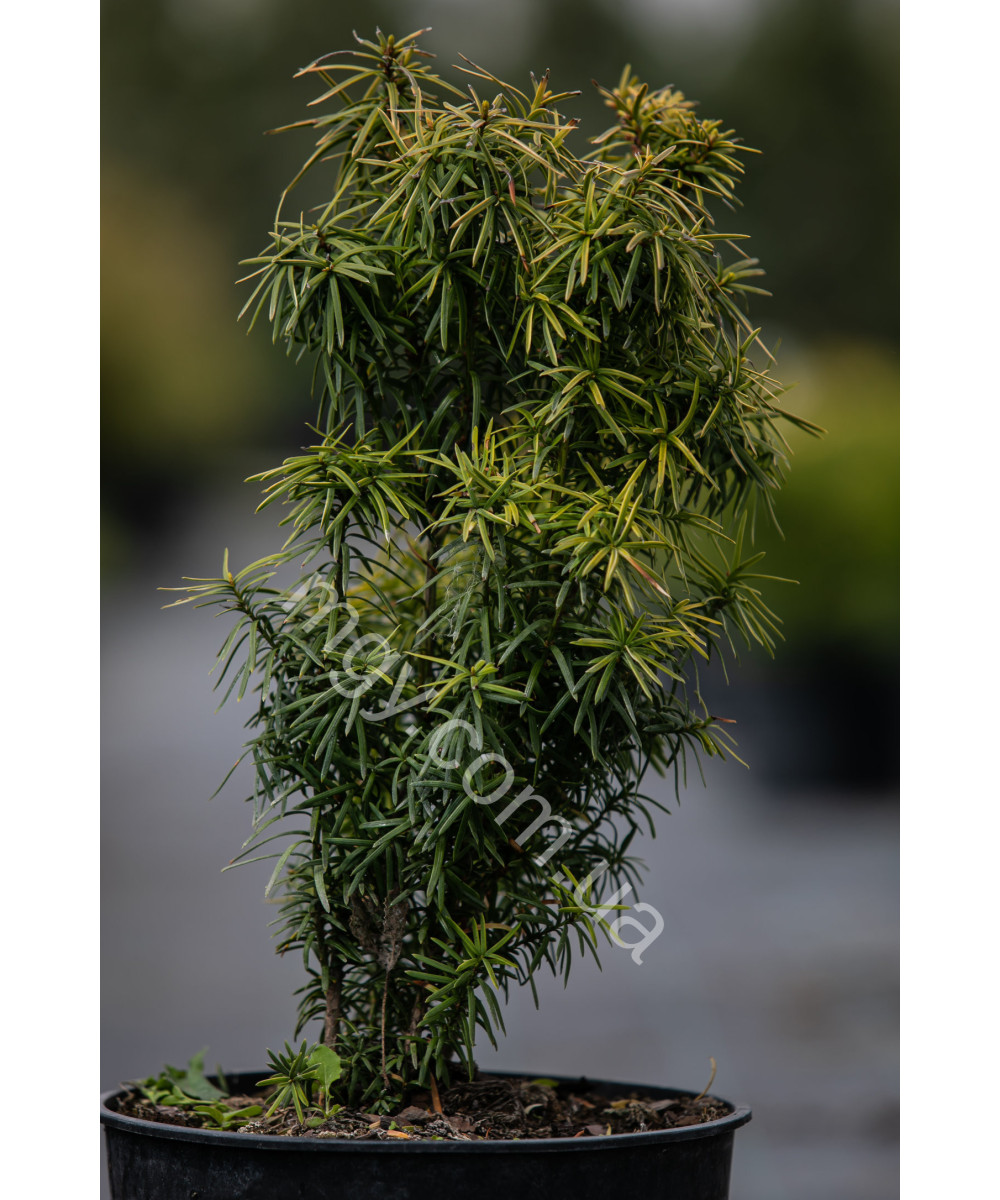 Тис середня Стефанія (Taxus media Stefania)