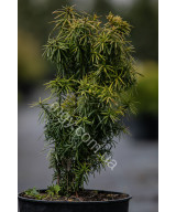 Тис середня Стефанія (Taxus media Stefania)