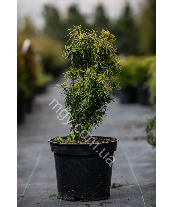 Тис середня Стефанія (Taxus media Stefania)