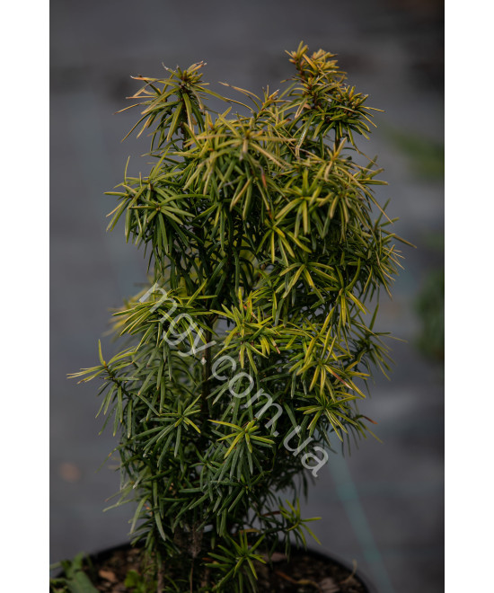 Тис середня Стефанія (Taxus media Stefania)